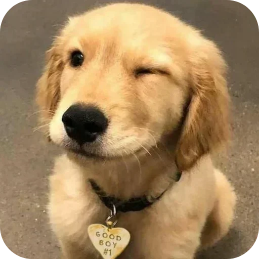 Стикер 🐶 из набора Sapporo