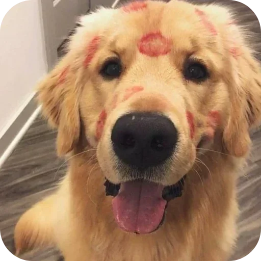 Стикер 🐶 из набора Sapporo