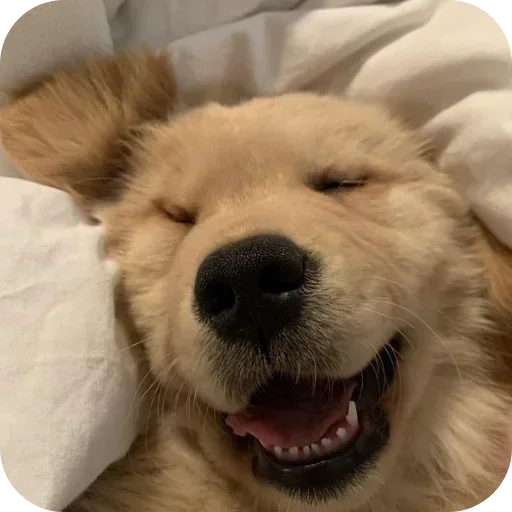 Стикер 🐶 из набора Sapporo