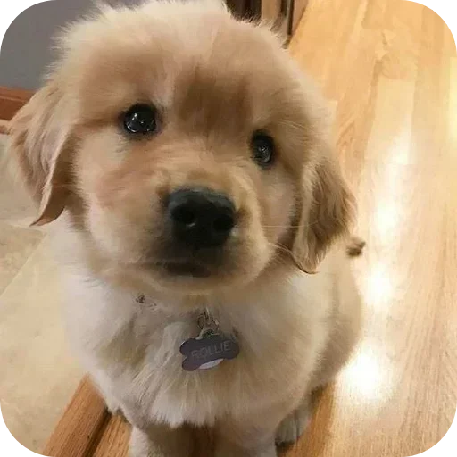 Стикер 🐶 из набора Sapporo