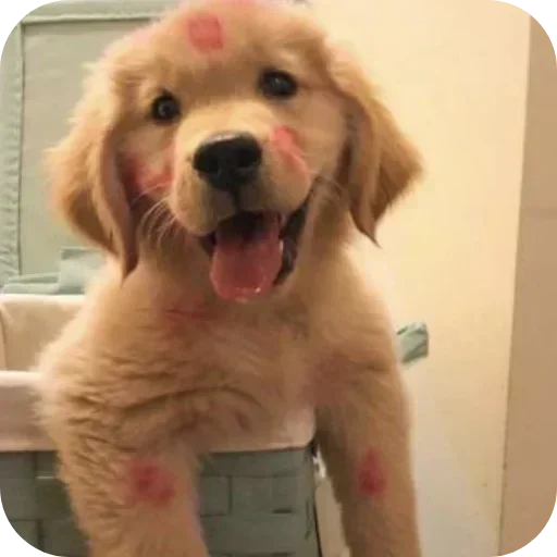 Стикер 🐶 из набора Sapporo
