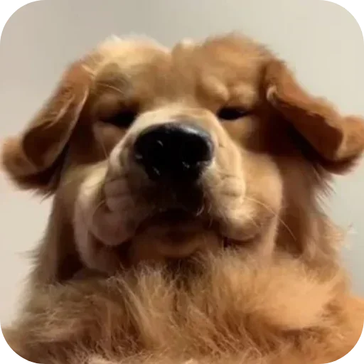 Стикер 🐶 из набора Sapporo