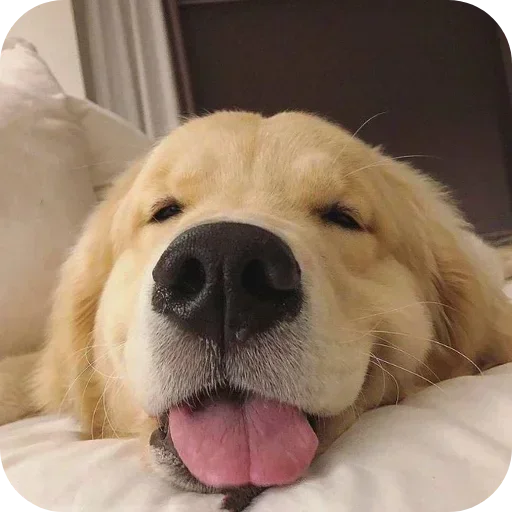 Стикер 🐶 из набора Sapporo