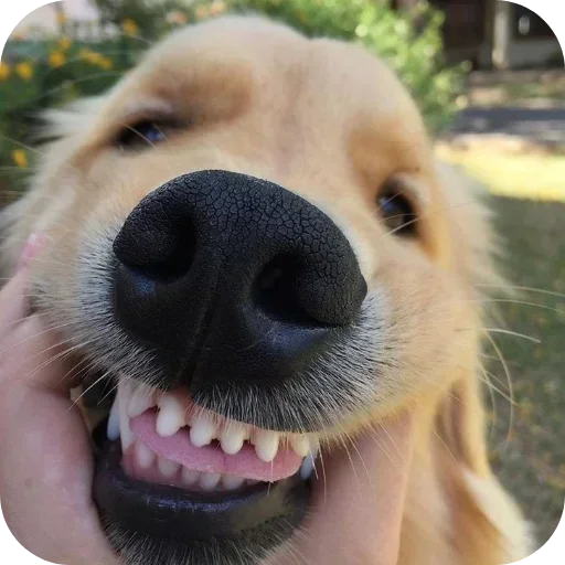 Стикер 🐶 из набора Sapporo