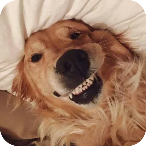Стикер 🐶 из набора Sapporo