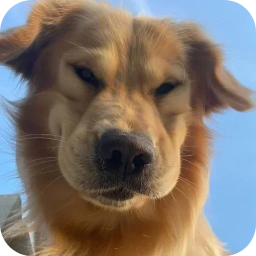 Стикер 🐶 из набора Sapporo