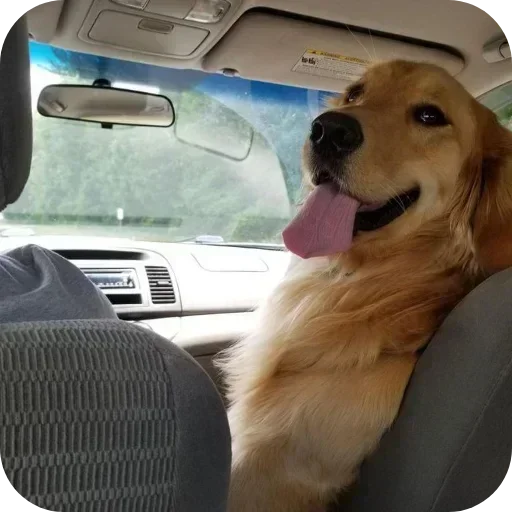 Стикер 🐶 из набора Sapporo
