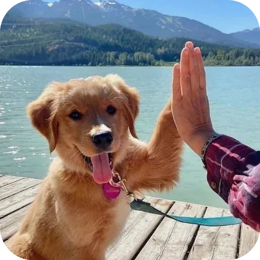 Стикер 🐶 из набора Sapporo