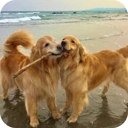 Стикер 🐶 из набора Sapporo
