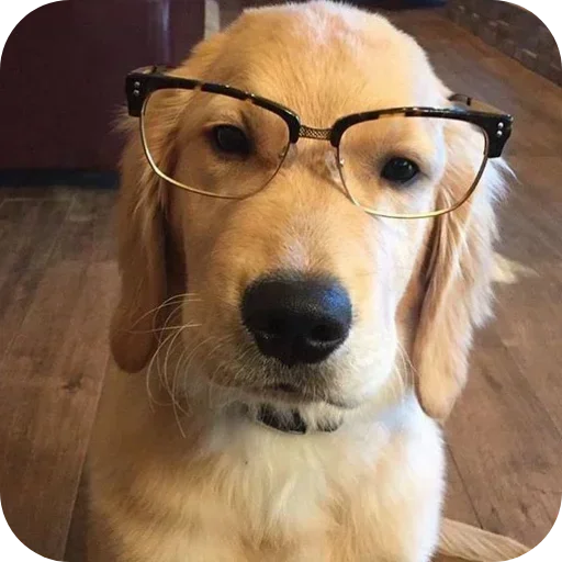 Стикер 🐶 из набора Sapporo