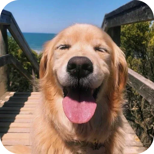 Стикер 🐶 из набора Sapporo