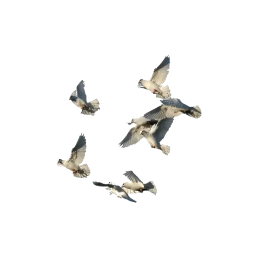 Стикер 🦅 из набора Madre Tierra