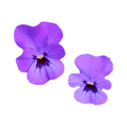 Стикер 💜 из набора Madre Tierra