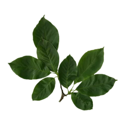 Стикер 💚 из набора Madre Tierra