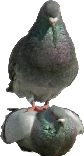 StickersMeme Bunch