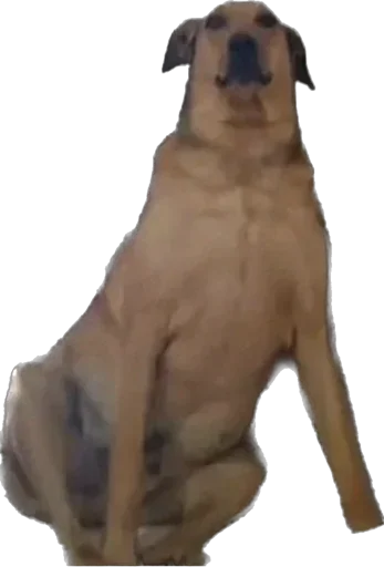 Стикер 🐕 из набора StickersMeme Bunch