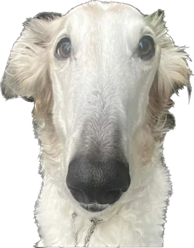 Стикер 🐶 из набора StickersMeme Bunch