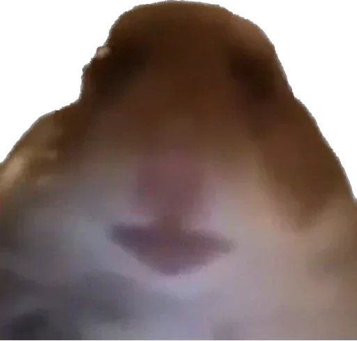 Стикер 🐹 из набора StickersMeme Bunch