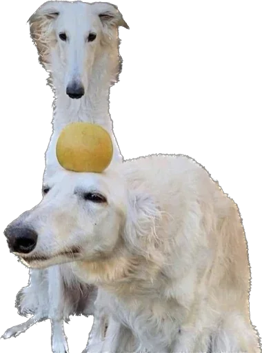 Стикер 🍏 из набора StickersMeme Bunch