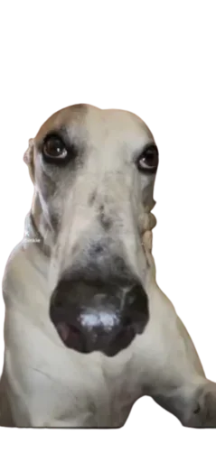 Стикер 🤥 из набора StickersMeme Bunch