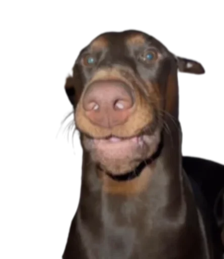 Стикер 🦮 из набора StickersMeme Bunch