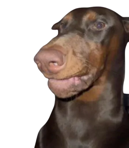 Стикер 🐕 из набора StickersMeme Bunch