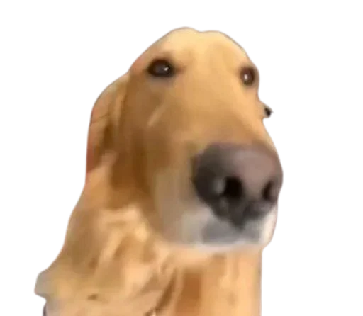 Стикер 🐶 из набора StickersMeme Bunch