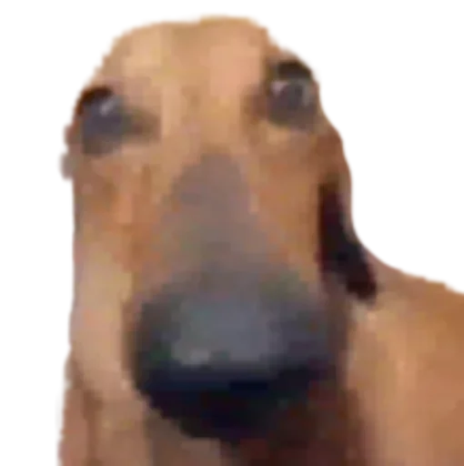 Стикер 🐽 из набора StickersMeme Bunch