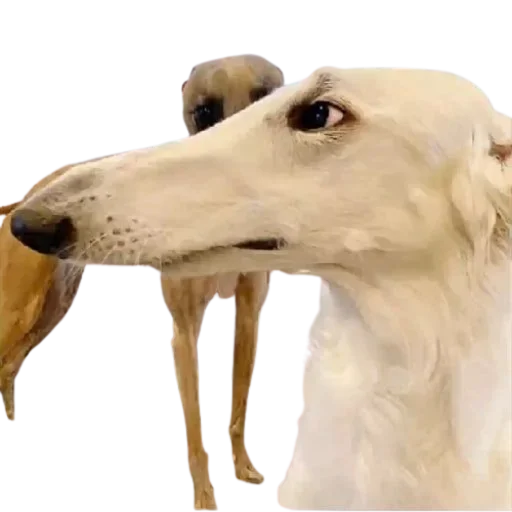 Стикер 🐕 из набора StickersMeme Bunch