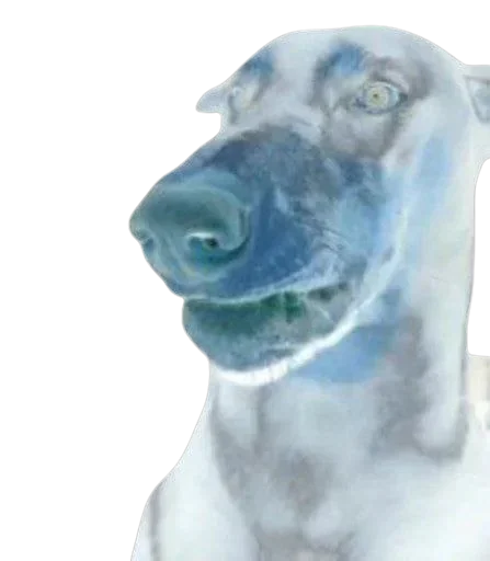 Стикер 🐶 из набора StickersMeme Bunch