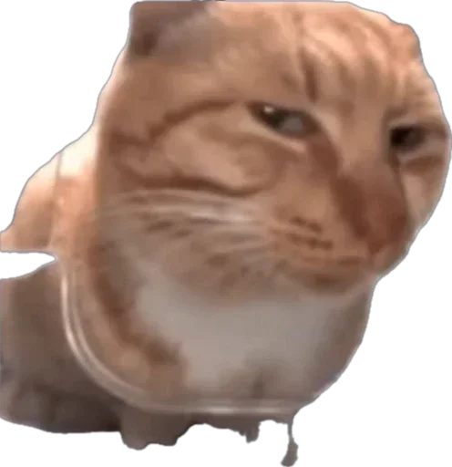 Стикер 🐈 из набора StickersMeme Bunch