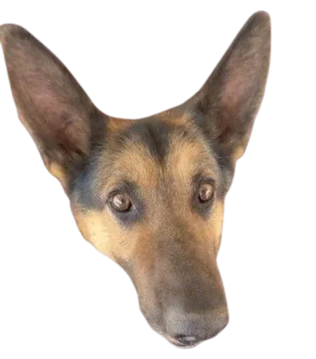 Стикер 🐕 из набора StickersMeme Bunch