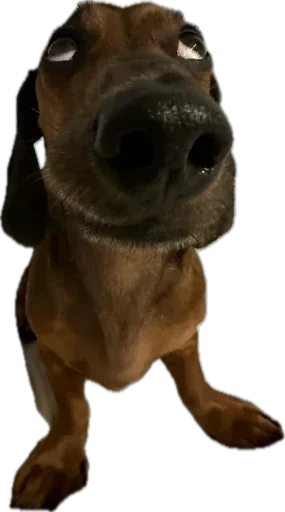 Стикер 🐶 из набора StickersMeme Bunch