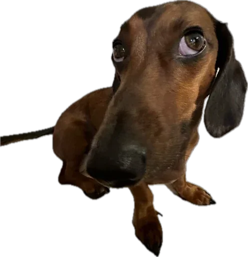 Стикер 🐶 из набора StickersMeme Bunch