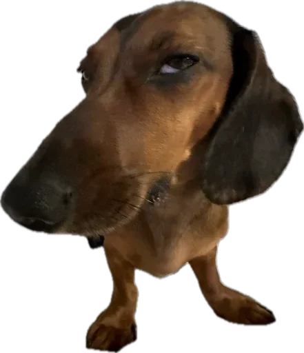 Стикер 🐶 из набора StickersMeme Bunch