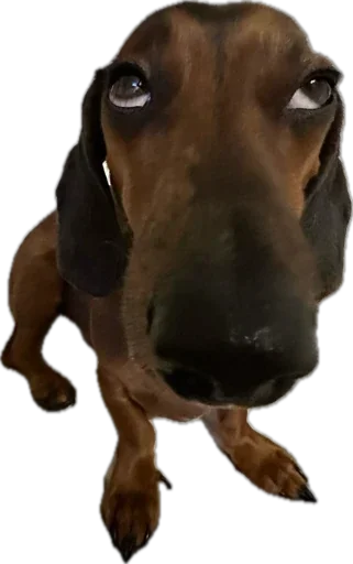 Стикер 🐶 из набора StickersMeme Bunch