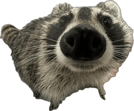 Стикер 🦝 из набора StickersMeme Bunch