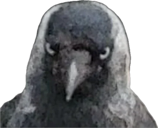 Стикер 🐦 из набора StickersMeme Bunch
