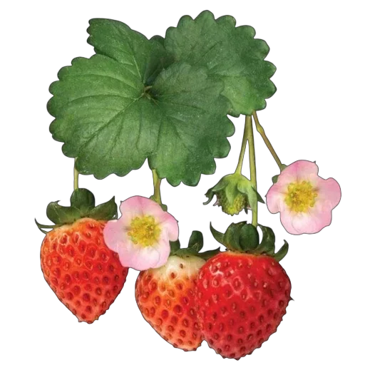 Стикер 🍓 из набора 🍓 🍓 قناة الملصقات