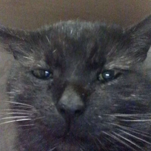 Stupid Cattos by