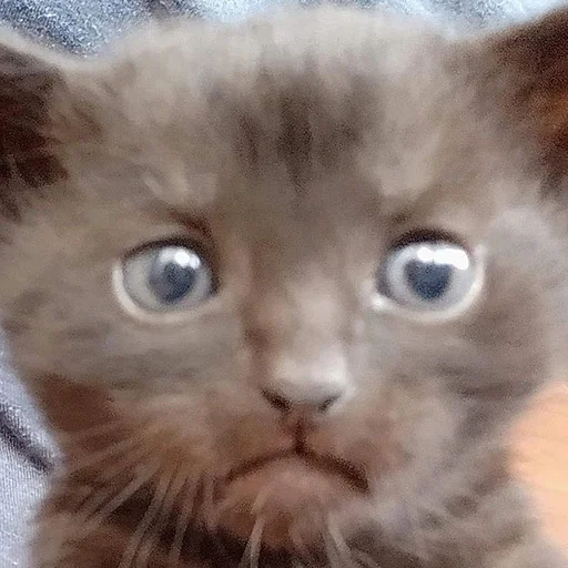 Stupid Cattos by