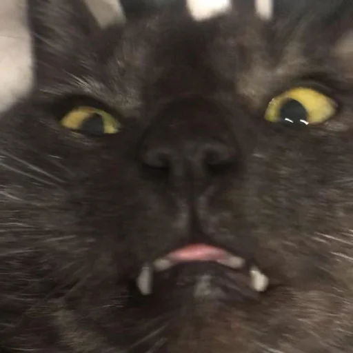Stupid Cattos by