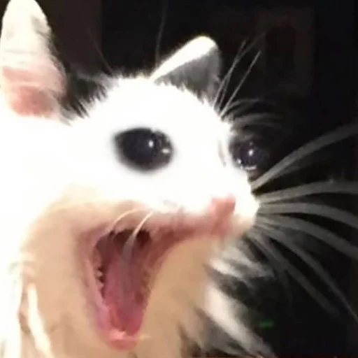 Стикер 😳 из набора Stupid Cattos by