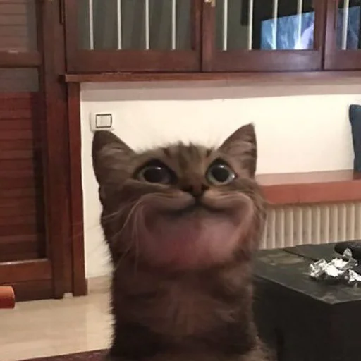 Стикер 😊 из набора Stupid Cattos by
