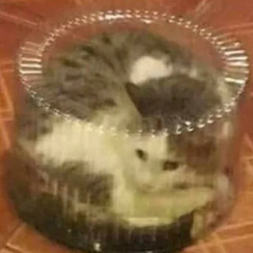 Стикер 🎂 из набора Stupid Cattos by