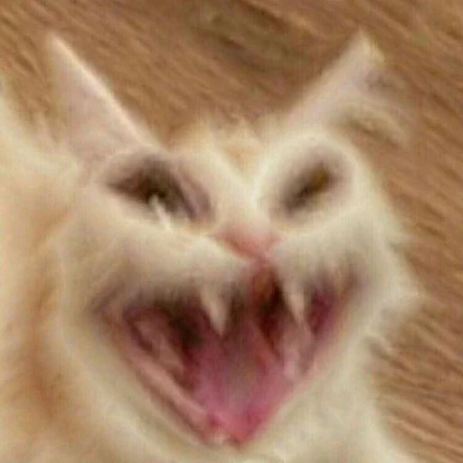 Стикер 😂 из набора Stupid Cattos by