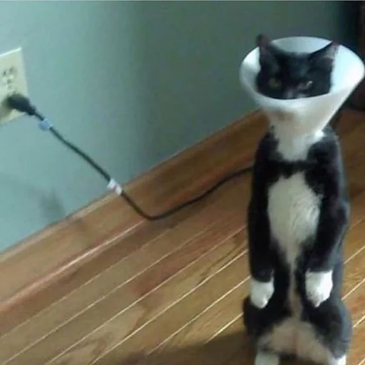 Стикер 💡 из набора Stupid Cattos by