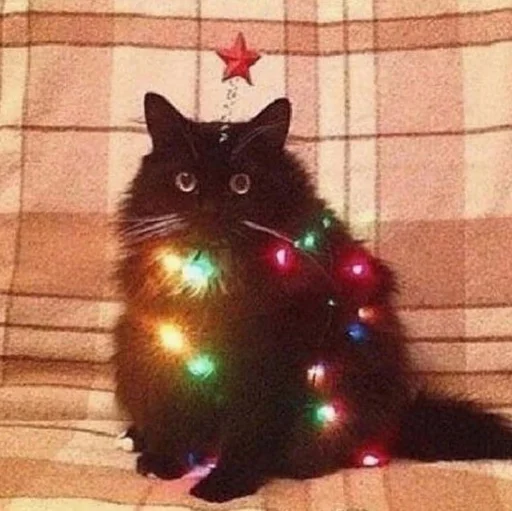 Стикер 🎄 из набора Stupid Cattos by