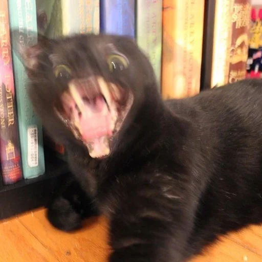 Стикер 😳 из набора Stupid Cattos by