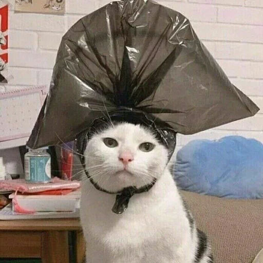Стикер 🤴 из набора Stupid Cattos by